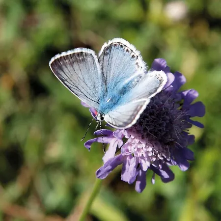 Gnadenalm By Interhome شاليه اوبرتاورن