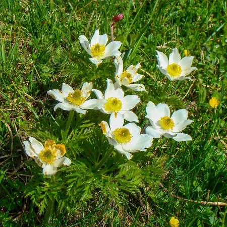 Gnadenalm By Interhome اوبرتاورن